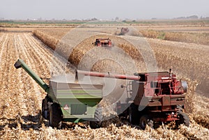 Harvesting Corn