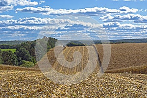 Harvesting corn by a combine harvester, followed by unloading and transportation of grain. Work in the field in the rays of the su