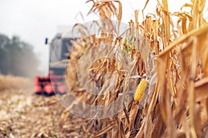 Harvesting corn crop field. Combine harvester working on plantat