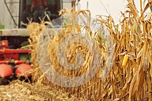 Harvesting corn crop field. Combine harvester working on plantat