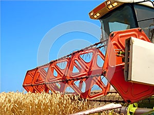 Harvesting the corn field