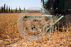 Harvesting corn field in autumn.Harvest working on corn field.