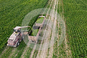 Harvesting corn from the field using a combine harvester