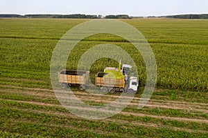 Harvesting corn from the field using a combine harvester