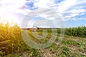 Harvesting corn from the field using a combine harvester