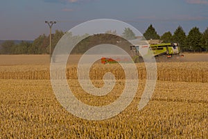 Harvesting corn grain