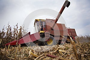 Harvesting corn maize