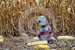 Harvesting corn and pumpkins, zucchini in a vegetable garden in the village. Natural farming and home-grown products on their own