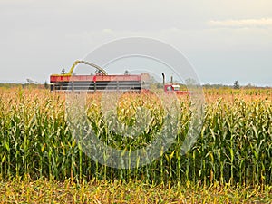Harvesting a cornfield for sileage in upstate NewYork