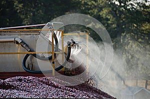 Harvesting cranberry bog