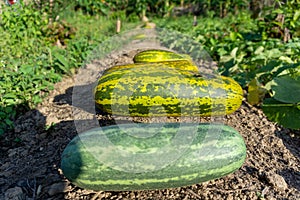 Harvesting cucumber suri. Timun suri or cucumber fruit. Popular fruit in Indonesia taste soft and fresh