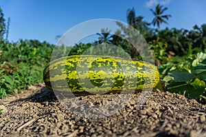 Harvesting cucumber suri. Timun suri or cucumber fruit. Popular fruit in Indonesia taste soft and fresh