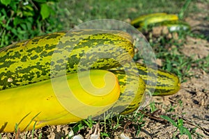 Harvesting cucumber suri. Timun suri or cucumber fruit. Popular fruit in Indonesia taste soft and fresh