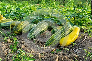 Harvesting cucumber suri. Timun suri or cucumber fruit. Popular fruit in Indonesia taste soft and fresh