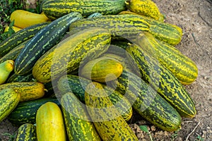 Harvesting cucumber suri. Timun suri or cucumber fruit. Popular fruit in Indonesia taste soft and fresh