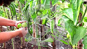 Harvesting cucumbers in a greenhouse. Homemade crop. Vegetables from your garden. Farm products collection concept