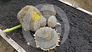 harvesting of different sizes of sunflower heads. sunflower seeds to dry and consume on the vegetable garden soil