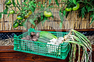 Harvesting of different sorts of organic vegetables