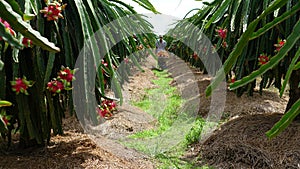 Harvesting dragon fruit, dragon fruit trolley