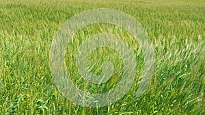 Harvesting at farm in autumn. Harvesting green golden wheat. Wind sways thick barley in a field creating waves.