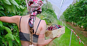 Harvesting. Farmer woman picking sweet cherries. Red ripe berries in wooden basket. Agriculture background, fresh tasty