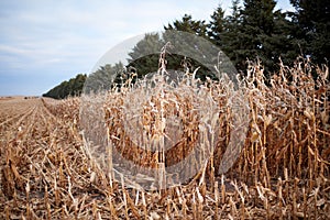 Harvesting a field of maize in autumn