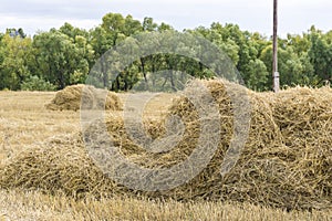 Harvesting in the fields, stacks of straw