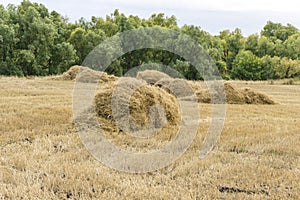 Harvesting in the fields, stacks of straw