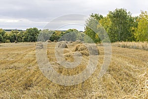 Harvesting in the fields, stacks of straw