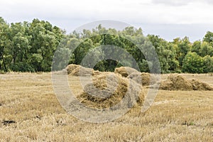 Harvesting in the fields, stacks of straw