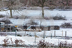 Harvesting firewood for heating in winter