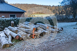 Harvesting firewood for heating in winter