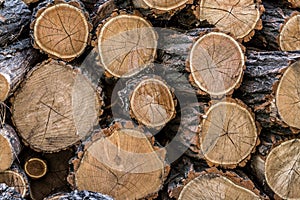 A pile of sawn tree trunks, a lot of cutted logs.