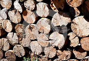 Harvesting firewood for the winter