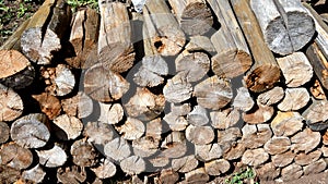 Harvesting firewood for the winter