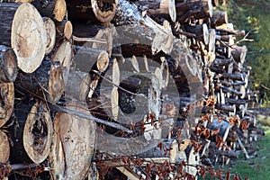 Harvesting firewood for the winter: logs of different tree species are stacked at the edge of the forest