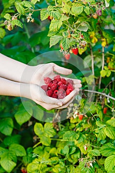 Harvesting - fistful of ripe raspberries