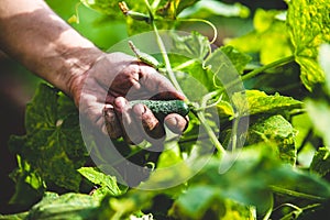 Harvesting of fresh cucumber, urban gardening