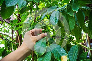 Harvesting  .Fresh green coffee beans by agriculturist hands