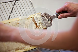 Harvesting fresh honey from the bee hive