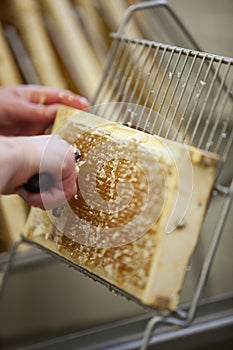 Harvesting fresh honey from the bee hive