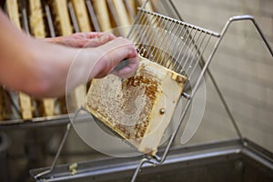 Harvesting fresh honey from the bee hive