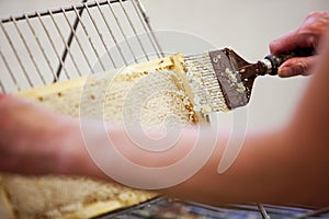 Harvesting fresh honey from the bee hive