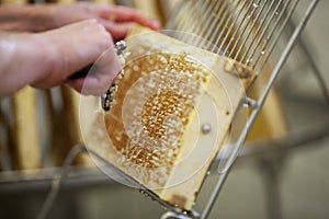 Harvesting fresh honey from the bee hive