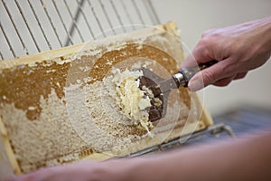 Harvesting fresh honey from the bee hive