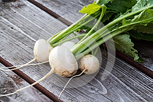 Harvesting fresh japanese turnip vegetable