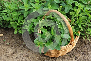 Harvesting fresh mint in the garden