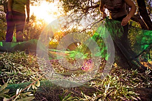 Harvesting fresh olives on green nets from woman agriculturists in an olive tree field in Crete, Greece.