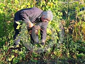 Harvesting fresh organic beetroot.