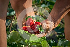 Harvesting fresh organic strawberries. A handful of berries in the hand